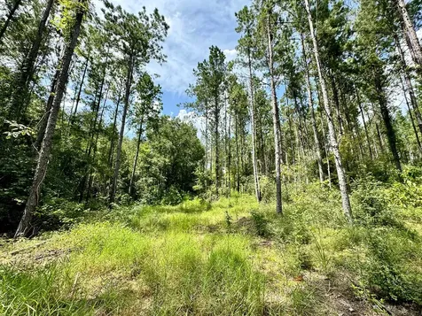 0 Slim Palmer Road Zavalla TX 75980