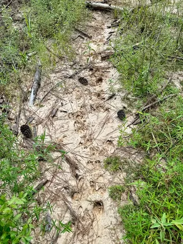 0 Slim Palmer Road Zavalla TX 75980