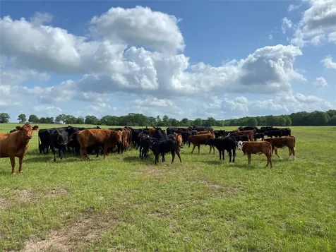 13.5 Acres Highway 30 Bedias TX 77831
