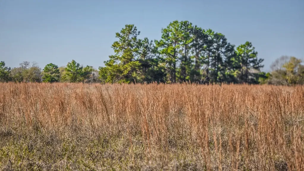 Tbd (LOT 1) Podraza Road New Waverly TX 77358