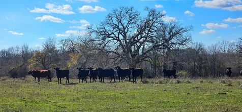 Tbd Davis Road Huntsville TX 77320