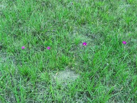 Lot 3 Pvt 1671 Hallettsville TX 77964