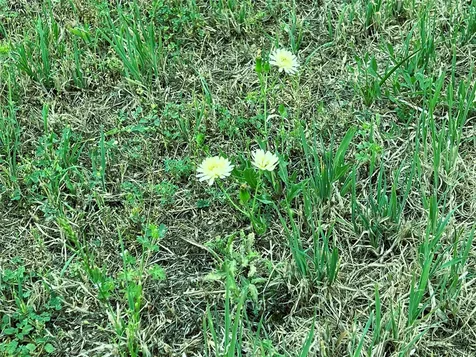 Lot 3 Pvt 1671 Hallettsville TX 77964