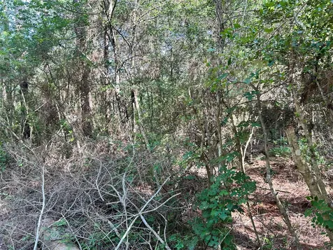 Lot 28 Sycamore Lane Plantersville TX 77363