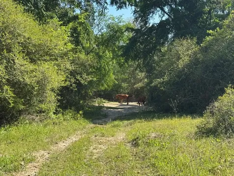 2954 Cr 2170 Grapeland TX 75844