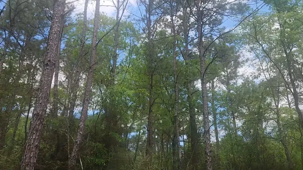 Lot 5 Pin Oak Drive Plantersville TX 77363