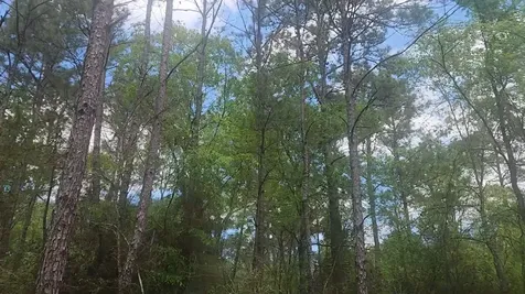 Lot 5 Pin Oak Drive Plantersville TX 77363