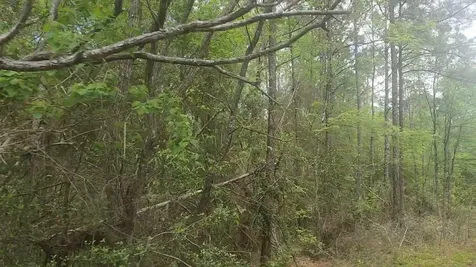 Lot 5 Pin Oak Drive Plantersville TX 77363
