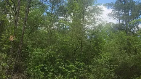 Lot 5 Pin Oak Drive Plantersville TX 77363