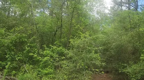 Lot 5 Pin Oak Drive Plantersville TX 77363