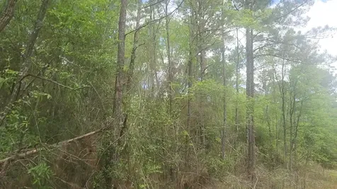 Lot 5 Pin Oak Drive Plantersville TX 77363