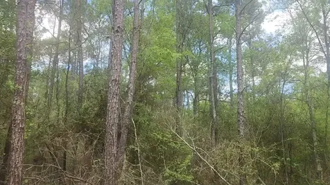 Lot 5 Pin Oak Drive Plantersville TX 77363
