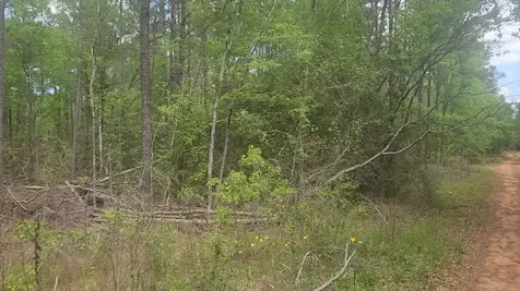 Lot 5 Pin Oak Drive Plantersville TX 77363
