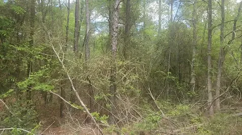 Lot 5 Pin Oak Drive Plantersville TX 77363