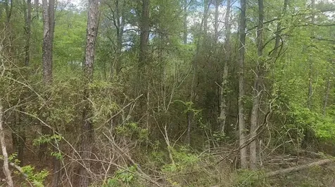 Lot 5 Pin Oak Drive Plantersville TX 77363