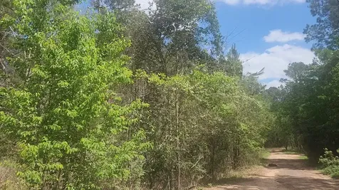 Lot 8 Yupon Lane Plantersville TX 77363