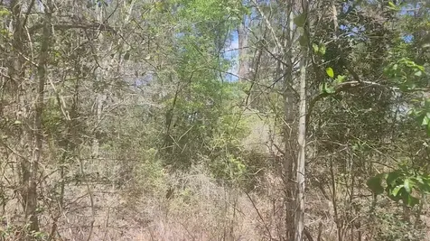 Lot 8 Yupon Lane Plantersville TX 77363