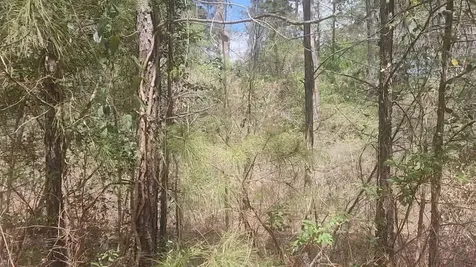 Lot 8 Yupon Lane Plantersville TX 77363