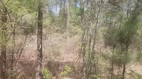 Lot 8 Yupon Lane Plantersville TX 77363