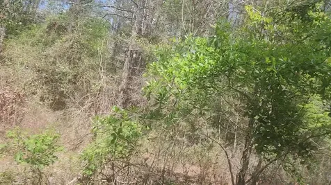 Lot 8 Yupon Lane Plantersville TX 77363