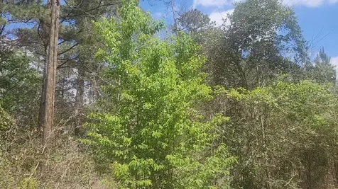 Lot 8 Yupon Lane Plantersville TX 77363