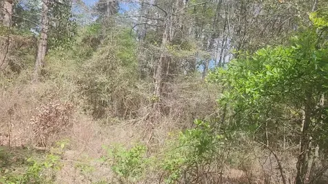 Lot 8 Yupon Lane Plantersville TX 77363