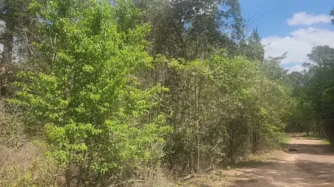 Lot 8 Yupon Lane Plantersville TX 77363