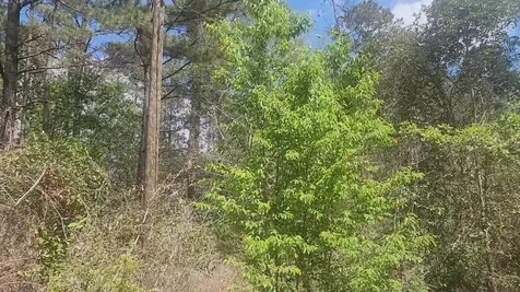 Lot 8 Yupon Lane Plantersville TX 77363