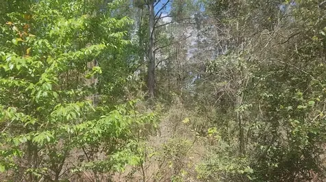 Lot 8 Yupon Lane Plantersville TX 77363