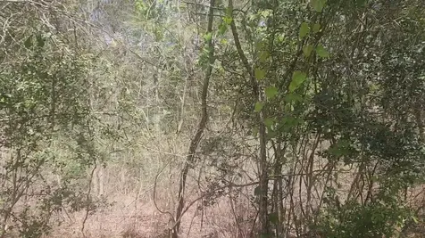 Lot 8 Yupon Lane Plantersville TX 77363