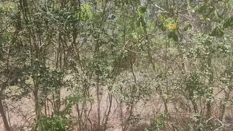 Lot 8 Yupon Lane Plantersville TX 77363