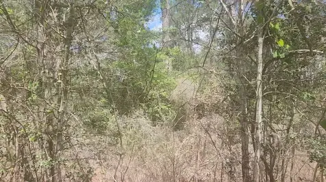 Lot 8 Yupon Lane Plantersville TX 77363