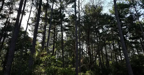 0000 Evergreen Lot 8 Fm 362 Road Waller TX 77484