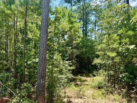 Tbd Lakeland Ranch Lot 290 Hillister TX 77624