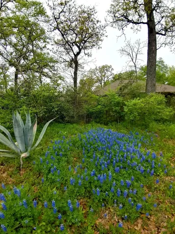 2707 Teakwood Court College Station TX 77845