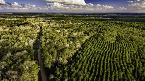 001 Holly Grove Road Livingston TX 77351