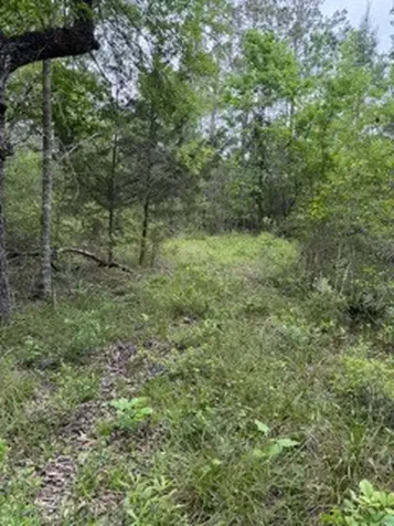 139785 Winters Vista Drive Willis TX 77378