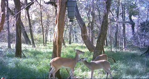 0 Squirrel Hollow Road Damon TX 77430