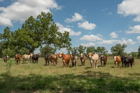 6887 Von Ormy Road Von Ormy TX 78073