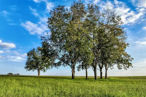 Tbd Sunny Hills, Lot 1 Drive Chappell Hill TX 77426