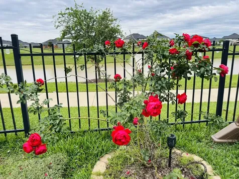 29602 Stanley Canyon Lane Katy TX 77494