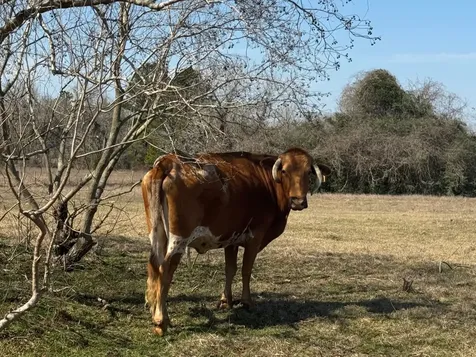 0 West Navasota TX 77868
