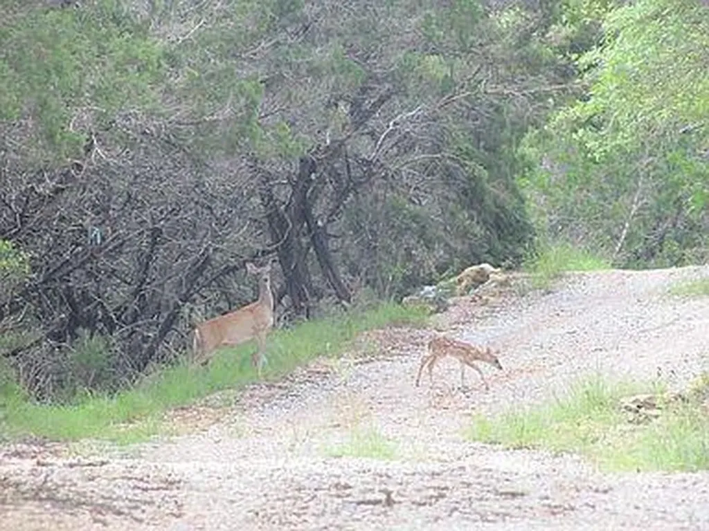 350 Bluff Road Spicewood TX 78669
