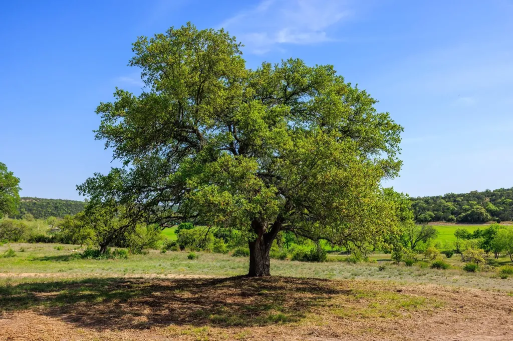 Lot 2 Byrd Ranch Road Johnson City TX 78636