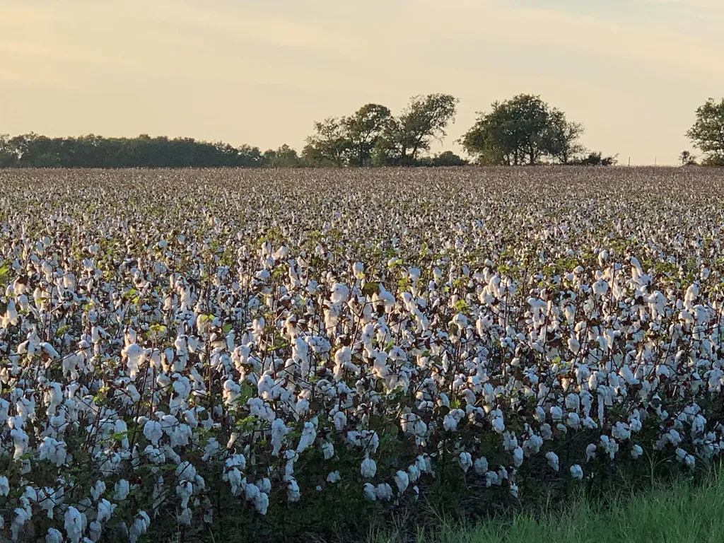 TBD2 County Road 154 Georgetown TX 78626