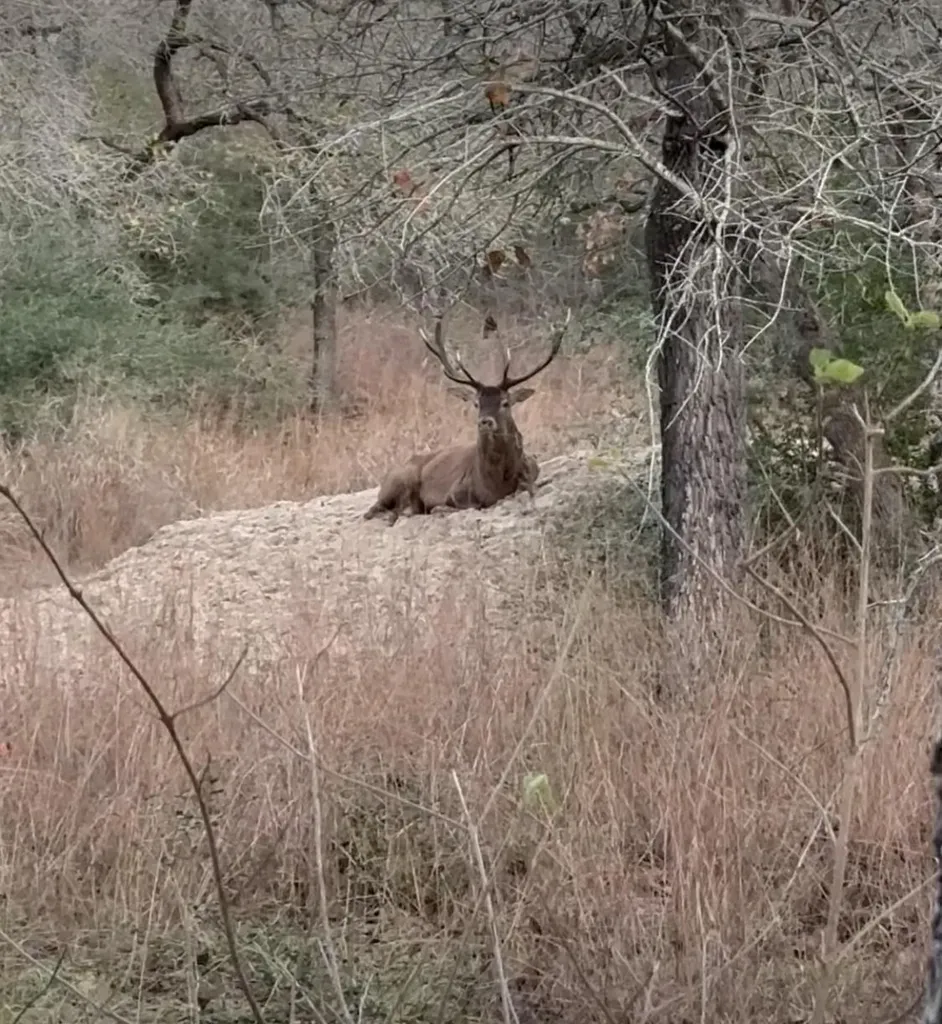 494 Flash Circle Luling TX 78648