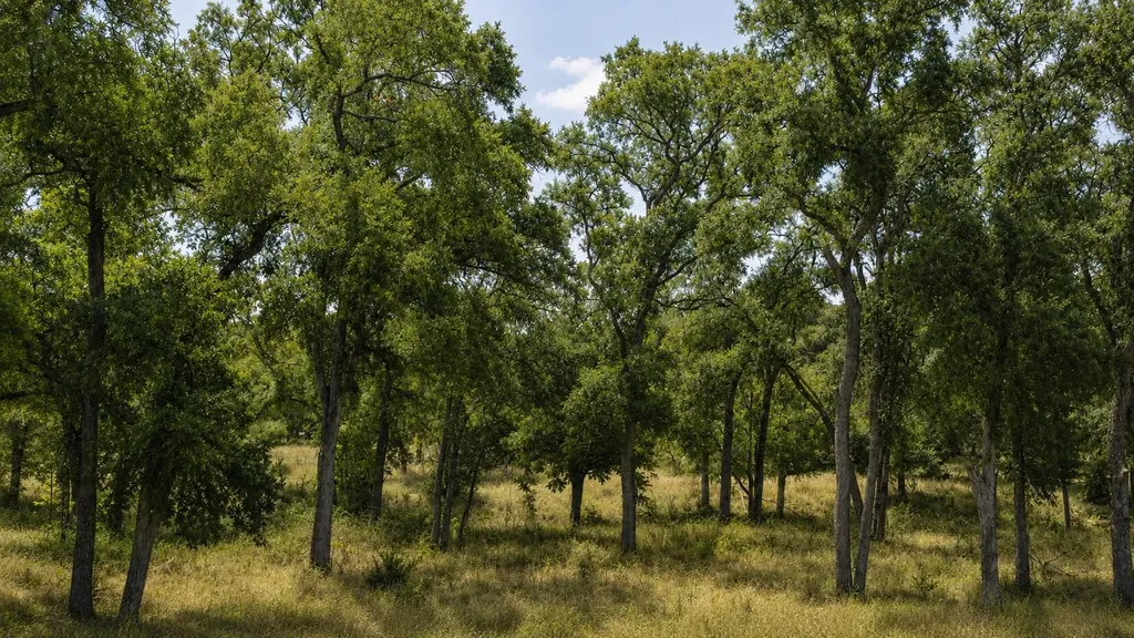Lot 55 Buffalo Creek Drive Evant TX 76525