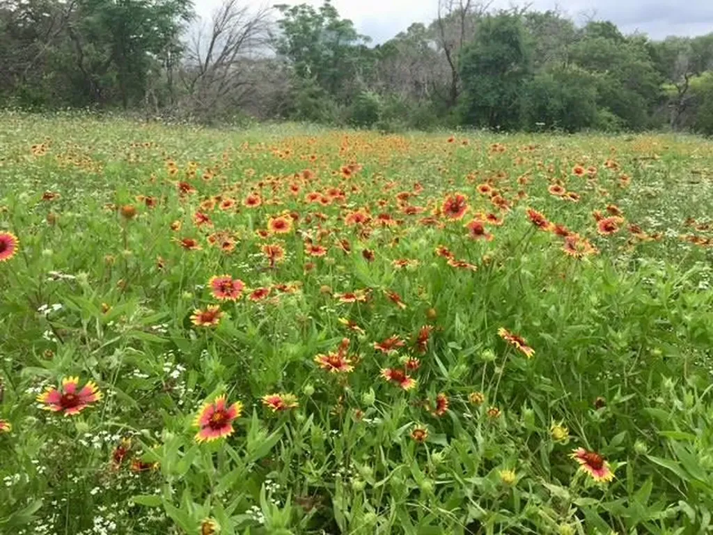 3211 Canter Lane Austin TX 78759