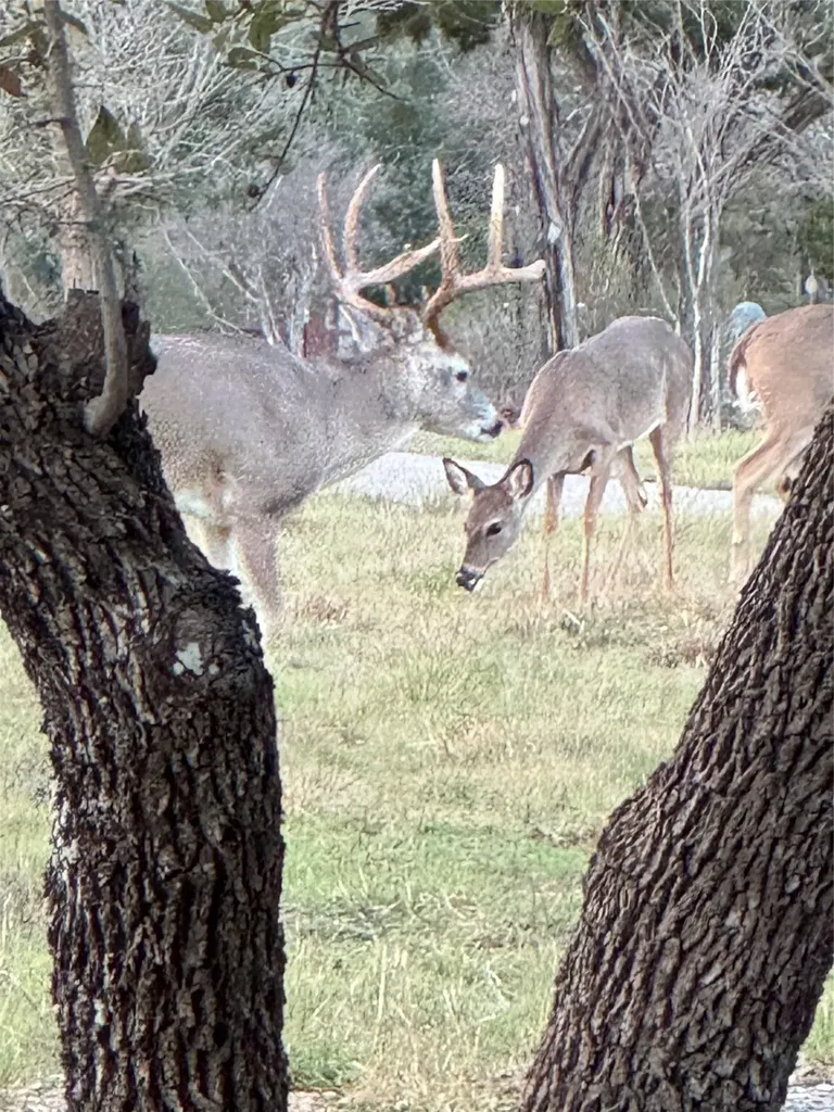 2203 Improver Road Spicewood TX 78669