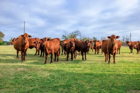 10250 E Fm 501 San Saba TX 76877